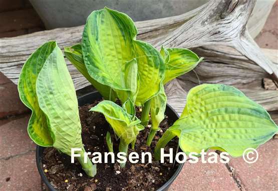 Hosta Spring Love